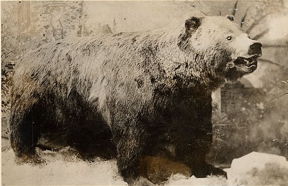 Reelfoot, 1890s